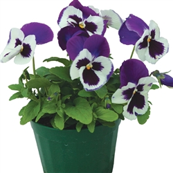 Pansy Dynamic Violet with Face