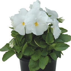 Pansy Dynamic White