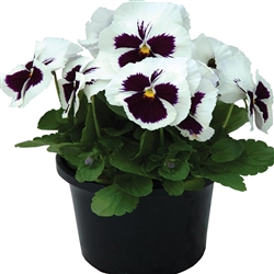 Pansy Dynamic White Blotch