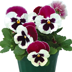 Pansy Dynamic White Rose Wing