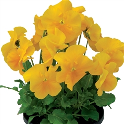Pansy Dynamic Yellow