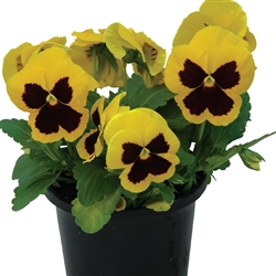 Pansy Dynamic Yellow Blotch