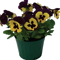 Pansy Dynamic Yellow Purp Wing