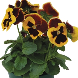 Pansy Dynamic Yellow Red Wing