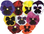 Pansy Dynamic Blotch Mix