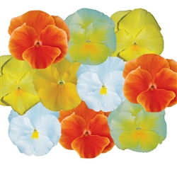 Pansy Dynamic Citrus Mix