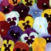 Pansy Dynamic Full Mix