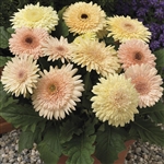 Gerbera Cartwheel Chardonnay