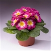 Primula Pioneer Burgundy Flame_disc