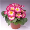 Primula Pioneer Rose Flame_disc