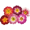 Primula Pioneer Bicolour Mix