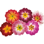 Primula Pioneer Bicolour Mix