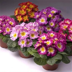 Primula Pioneer Flame Mix