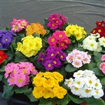 Primula Pioneer Mix_disc