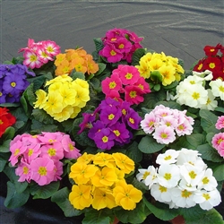 Primula Pioneer Mix_disc