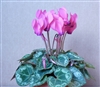 Cyclamen Enzett Rose Eye_disc