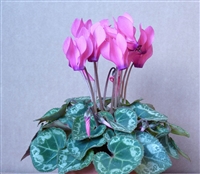 Cyclamen Enzett Rose Eye_disc