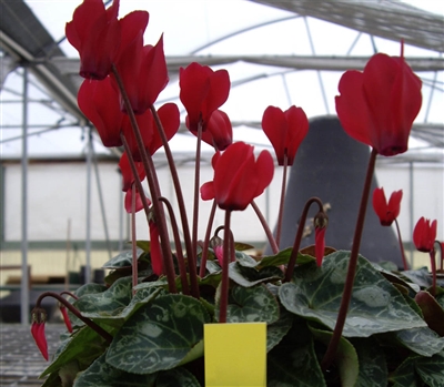 Cyclamen Enzett Red_disc