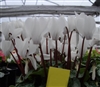 Cyclamen Enzett White_disc