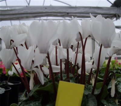 Cyclamen Enzett White_disc