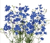 Delphinium Angel Super Blue