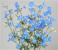 Delphinium Angel Super Sky Blu