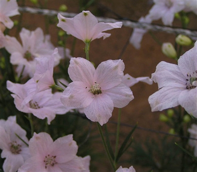 Delphinium Angel Super Blush