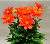 Dahlia Delight Orange Shds