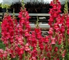 Antirrhinum Costa Rose II