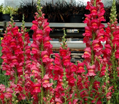 Antirrhinum Costa Rose II