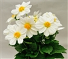 Dahlia Delight White