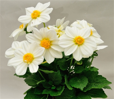 Dahlia Delight White