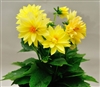 Dahlia Delight Yellow Shds