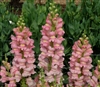 Antirrhinum Costa Pink I