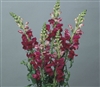 Antirrhinum Costa Velvet I-II