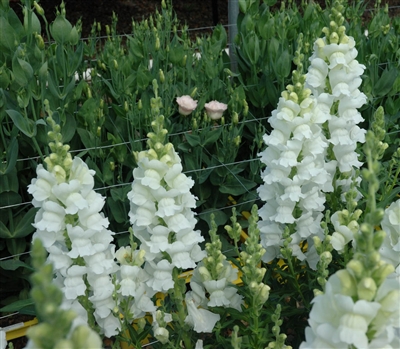 Antirrhinum Costa White II