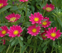 Aster Hana Deep Rose