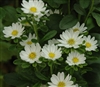 Aster Hana White