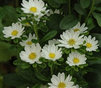 Aster Hana White