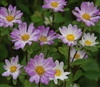 Aster Hana Blue Tipped