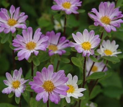 Aster Hana Blue Tipped