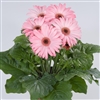 Gerbera F/Line Midi Pink Bl Ct