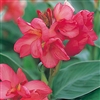 Canna Tropical Rose