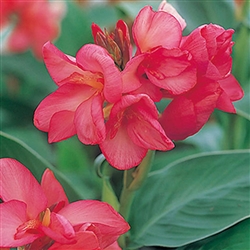 Canna Tropical Rose