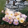 Pansy Dynamic Antique Shds