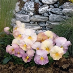 Pansy Dynamic Antique Shds