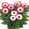 Gerbera F/Line Midi Monet