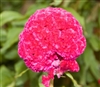 Celosia Kurume Rose