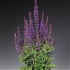 Salvia Merleau Blue