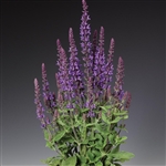 Salvia Merleau Blue